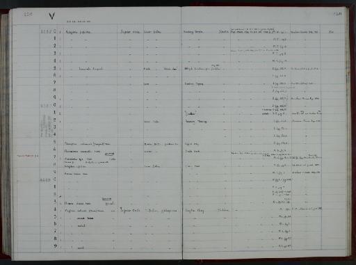 Androstrobus szei Harris, 1964 - NHM-UK_P_DF118_02_71_0501