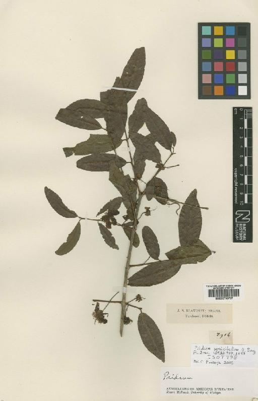 Psidium persicifolium Berg - BM000796797