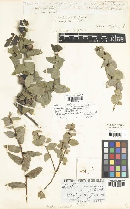 Hakea ferruginea Sweet - BM000798157