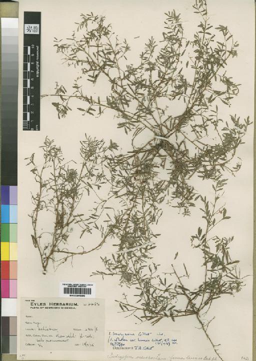 Indigofera brachynema Gillett - BM000843090