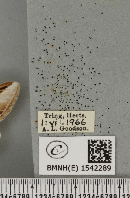 Pheosia gnoma (Fabricius, 1777) - BMNHE_1542289_label_246011