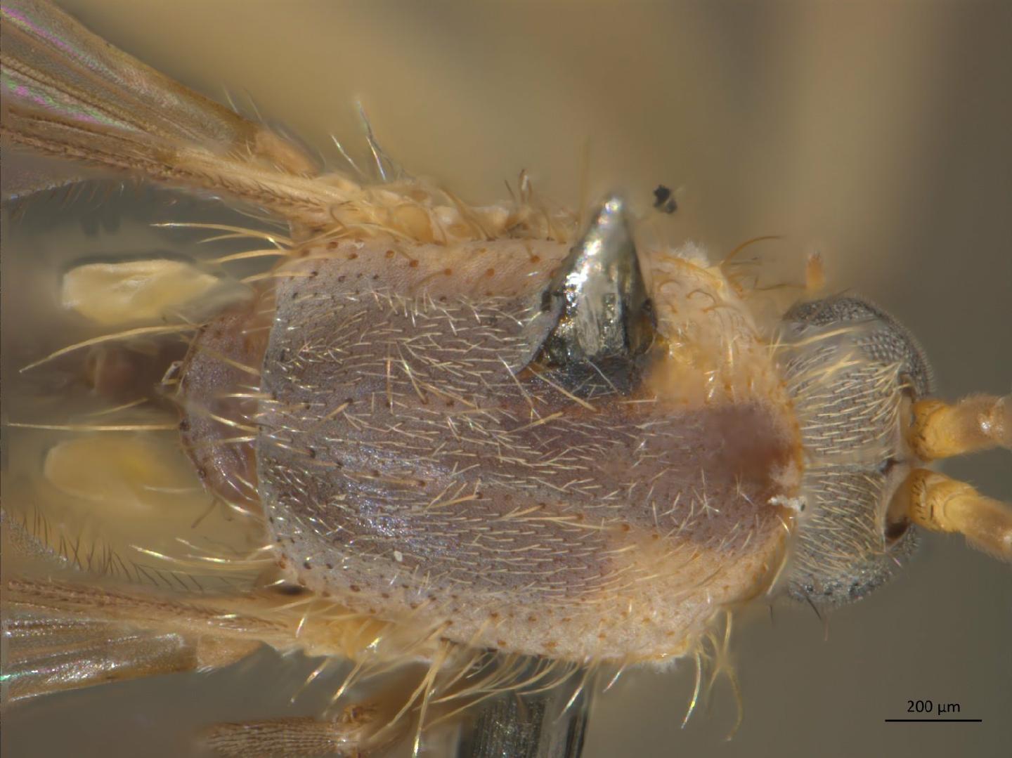 Trichonta hamata