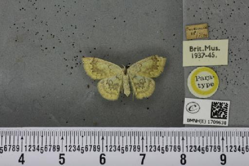 Cyclophora annularia ab. obsoleta Riding, 1898 - BMNHE_1709638_273379