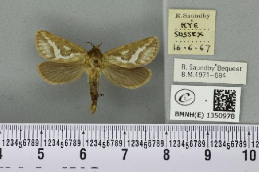 Korscheltellus lupulina (Linnaeus, 1758) - BMNHE_1350978_186372