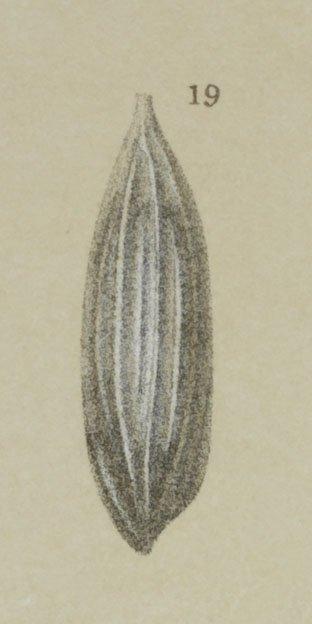 Lagena gracilis Williamson, 1848 - ZF1678_58_19_Lagena_meridionalis.jpg