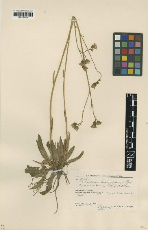 Hieracium heterodoxum subsp. purmaricum Rech.f. & Zahn - BM001047843
