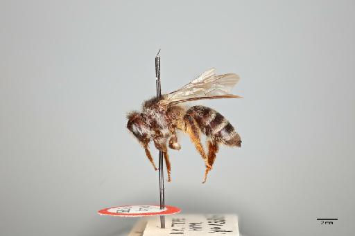 Andrena (Cnemidandrena) epimelaena Cockerell, T., 1924 - 014025069_lateral