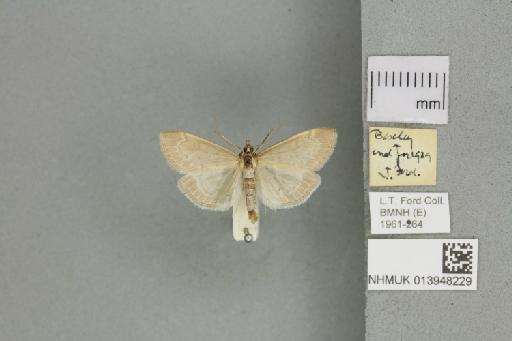 Anania fuscalis (Denis & Schiffermüller, 1775) - 013948229_151449_1084296