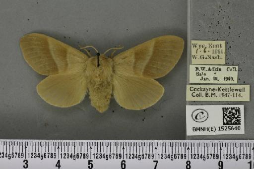 Macrothylacia rubi ab. pallida Tutt, 1902 - BMNHE_1525640_196405