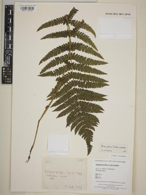 Oreopteris limbosperma (All.) Holub - BM011028360