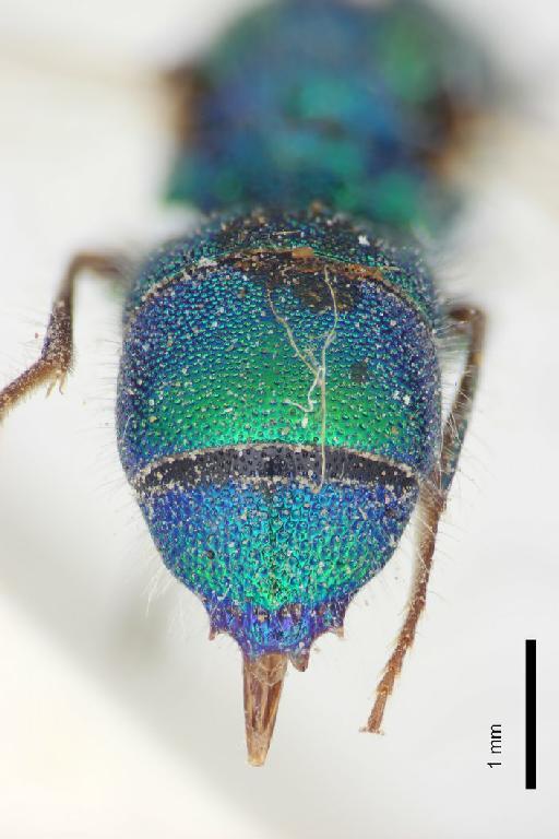 Chrysis urana Nurse, 1904 - Chrysis_urana-BMNH(E)#970916_type-distal-2_5X