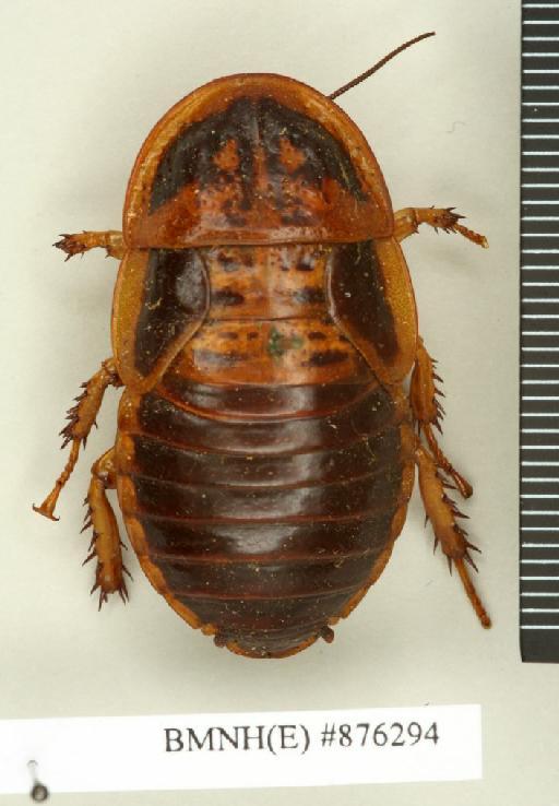 Polyzosteria panesthoides Walker, 1868 - Polyzosteria panesthoides Walker, F, 1868, female, holotype, dorsal. Photographer: Edward Baker. BMNH(E)#876294