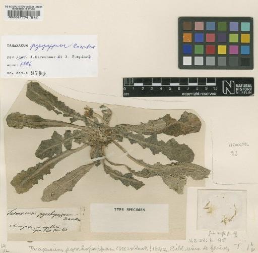 Taraxacum pyrrhopappum Boiss. & Reut. - BM000067776