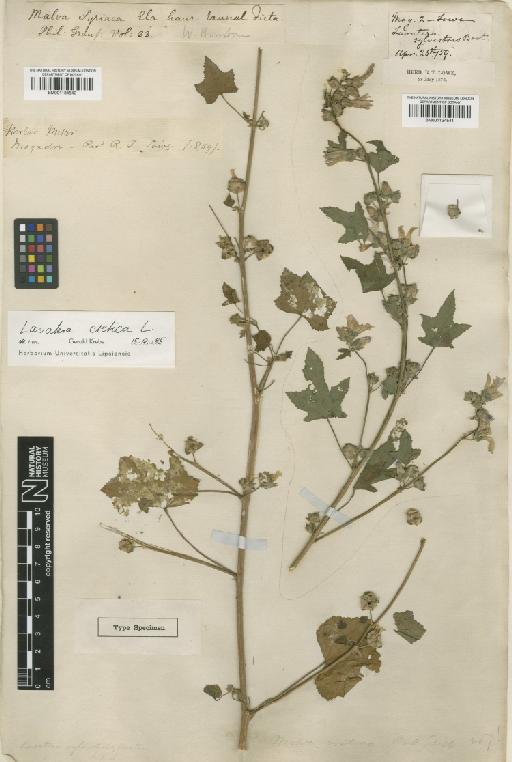 Lavatera cretica L. - BM001134541