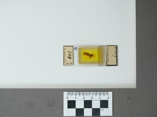 Syrphidae Latreille, 1802 - 014871908_main