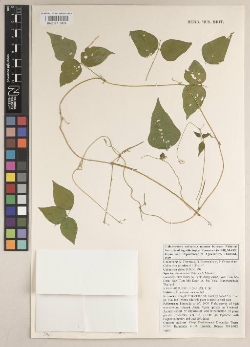 Vigna exilis Tateishi & Maxted - BM013710834