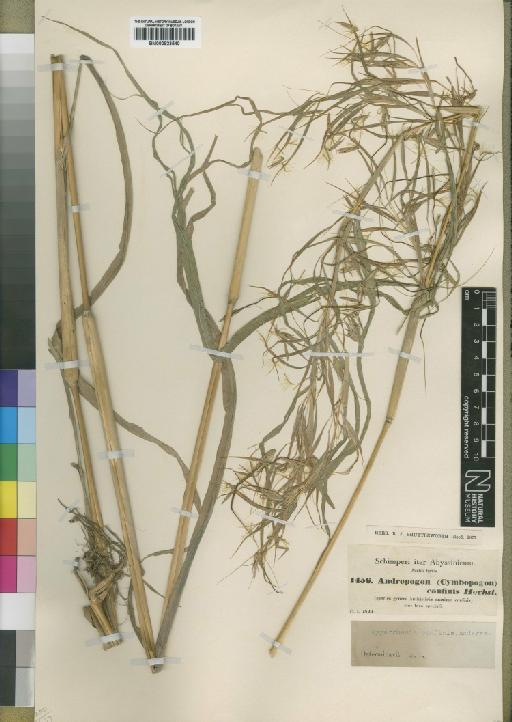 Hyparrhenia confinis (Hochst. ex A.Rich.) Andersson ex Stapf - BM000923540