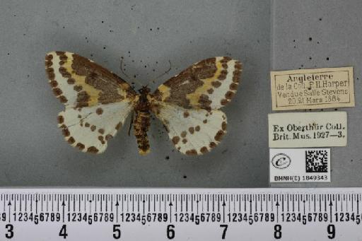 Abraxas grossulariata (Linnaeus, 1758) - BMNHE_1849343_414153