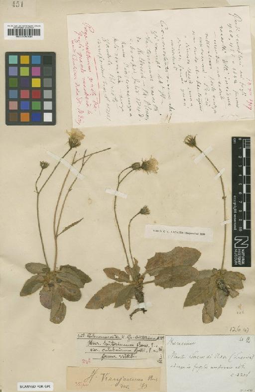 Hieracium pallidum subsp. vranjanum (Pančić) Zahn - BM001050840