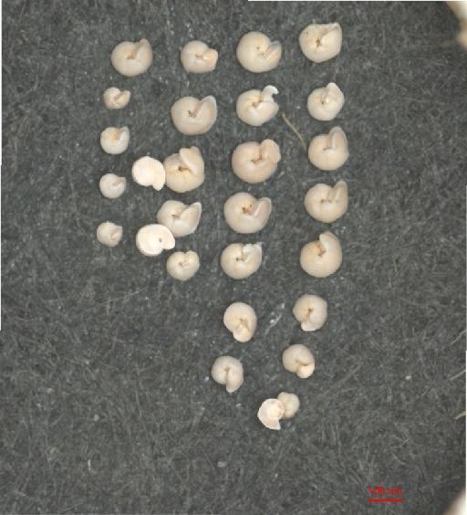 Globorotalia truncatulinoides (d'Orbigny) - ZF5852