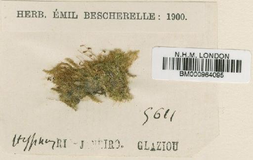 Isopterygium divaricatulum (Müll.Hal. ex Hampe) Broth. - BM000964095