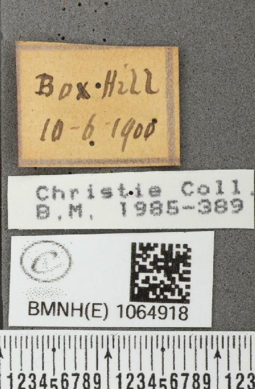 Coenonympha pamphilus (Linnaeus, 1758) - BMNHE_1064918_label_26182