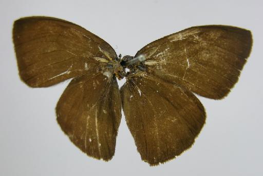 Euptychia pronophila Butler, 1867 - BMNH(E)_1267106_Guaianaza_(Euptychia)_pronophila_Butler_T_male_ (2)