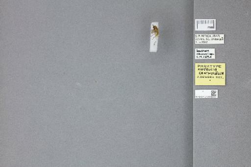 Hyperusia xantholeuca Bowden, 1975 - 013445847_labels_dorsal