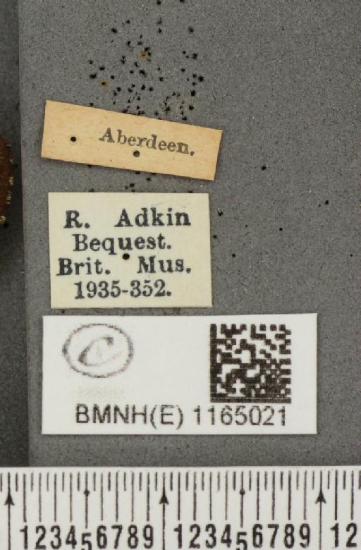 Euphydryas aurinia (Rottemburg, 1775) - BMNHE_1165021_label_52478