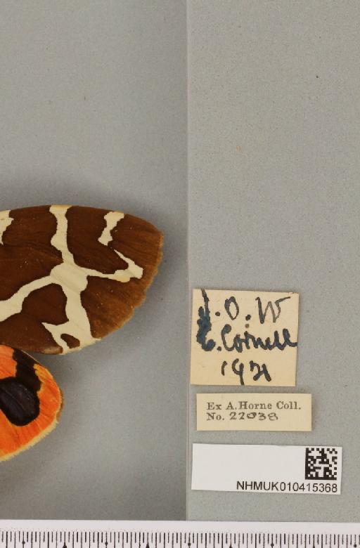 Arctia caja (Linnaeus, 1758) - NHMUK_010415368_label_519527