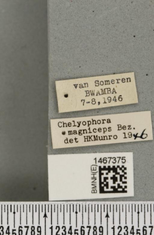 Bistrispinaria magniceps (Bezzi, 1918) - BMNHE_1467375_label_27761