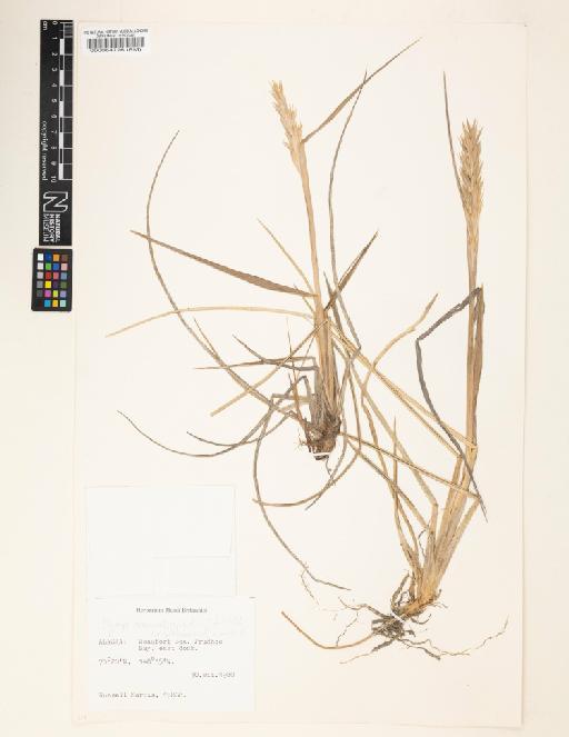 Elymus mollis Trin. - 000064726