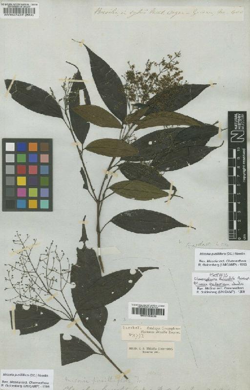 Miconia pusilliflora (DC.) Naudin - BM001008068