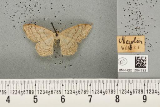 Idaea aversata (Linnaeus, 1758) - BMNHE_1594583_297837