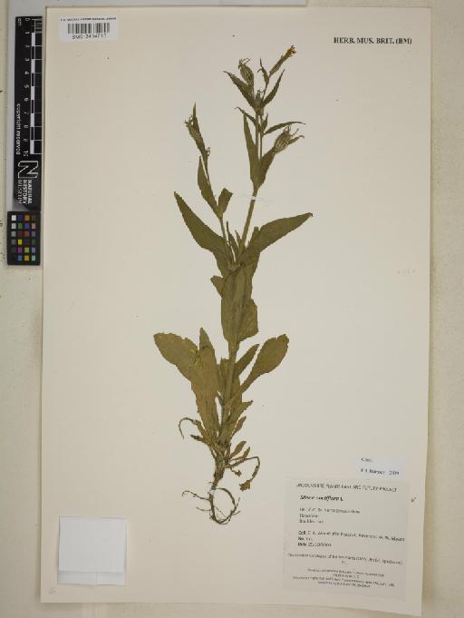 Silene noctiflora L. - BM013414715