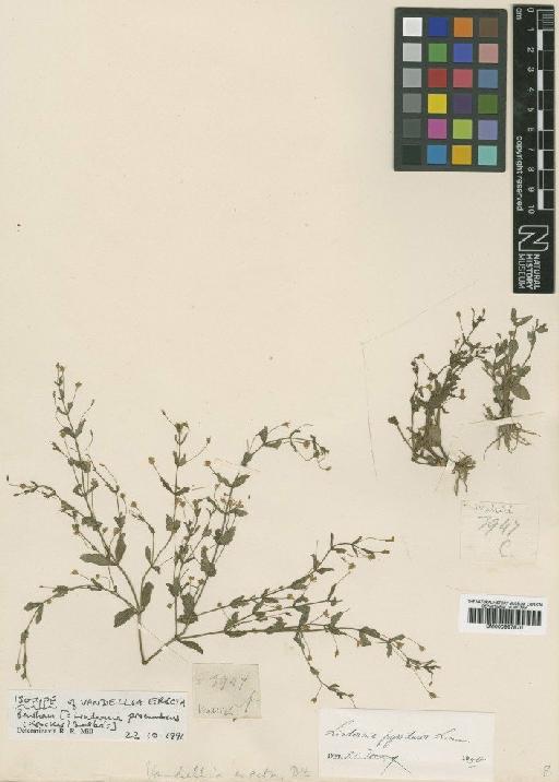 Lindernia procumbens (Krock) Borbas - BM000997870