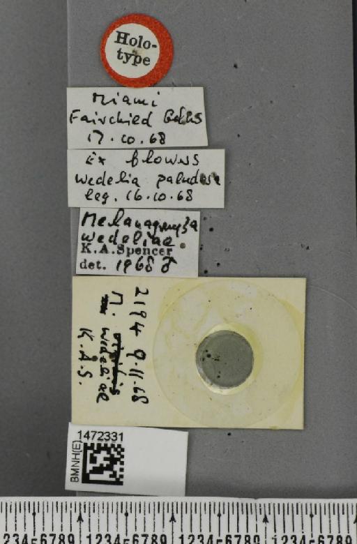 Melanagromyza wedeliae Spencer, 1973 - BMNHE_1472331_label_46937