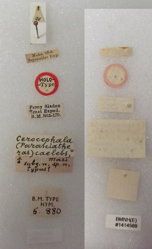Cerocephala (Parasciatheras) caelebs Masi, 1917 - Cerocephala caelebs (Masi, 1917) #1414589 Hym Type 5.880 male labels