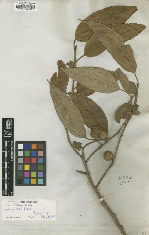 Ficus pubigera var. pubigera (Wall. ex Miq.) Kurz - BM000521795