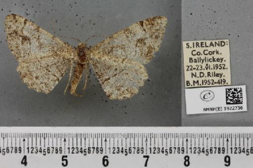 Alcis repandata repandata (Linnaeus, 1758) - BMNHE_1922736_477974