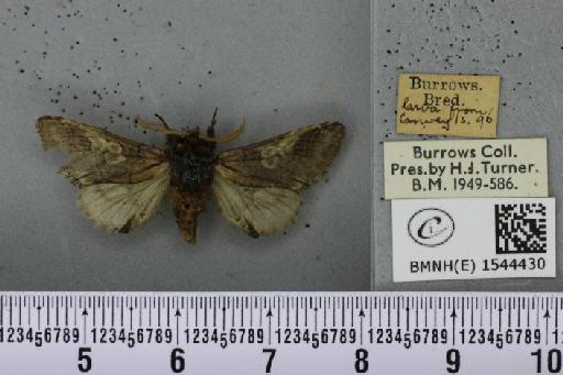 Diloba caeruleocephala (Linnaeus, 1758) - BMNHE_1544430_259465