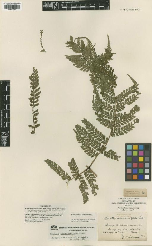 Marattia weinmanniifolia Liebm. - BM000785692