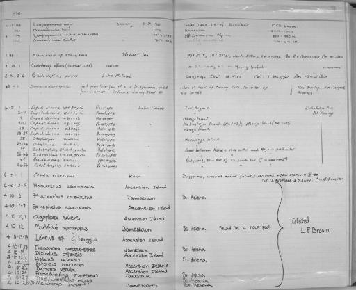 Thalassoma sanctaehelenae (Valenciennes in Cuvier & Valenciennes, 1839) - Zoology Accessions Register: Fishes: 1986 - 1994: page 96