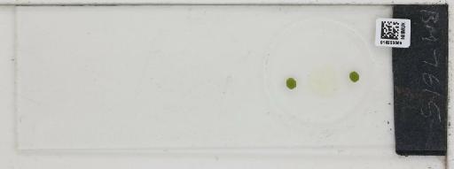 Plantae Haeckel - 014223069_289745_4514081