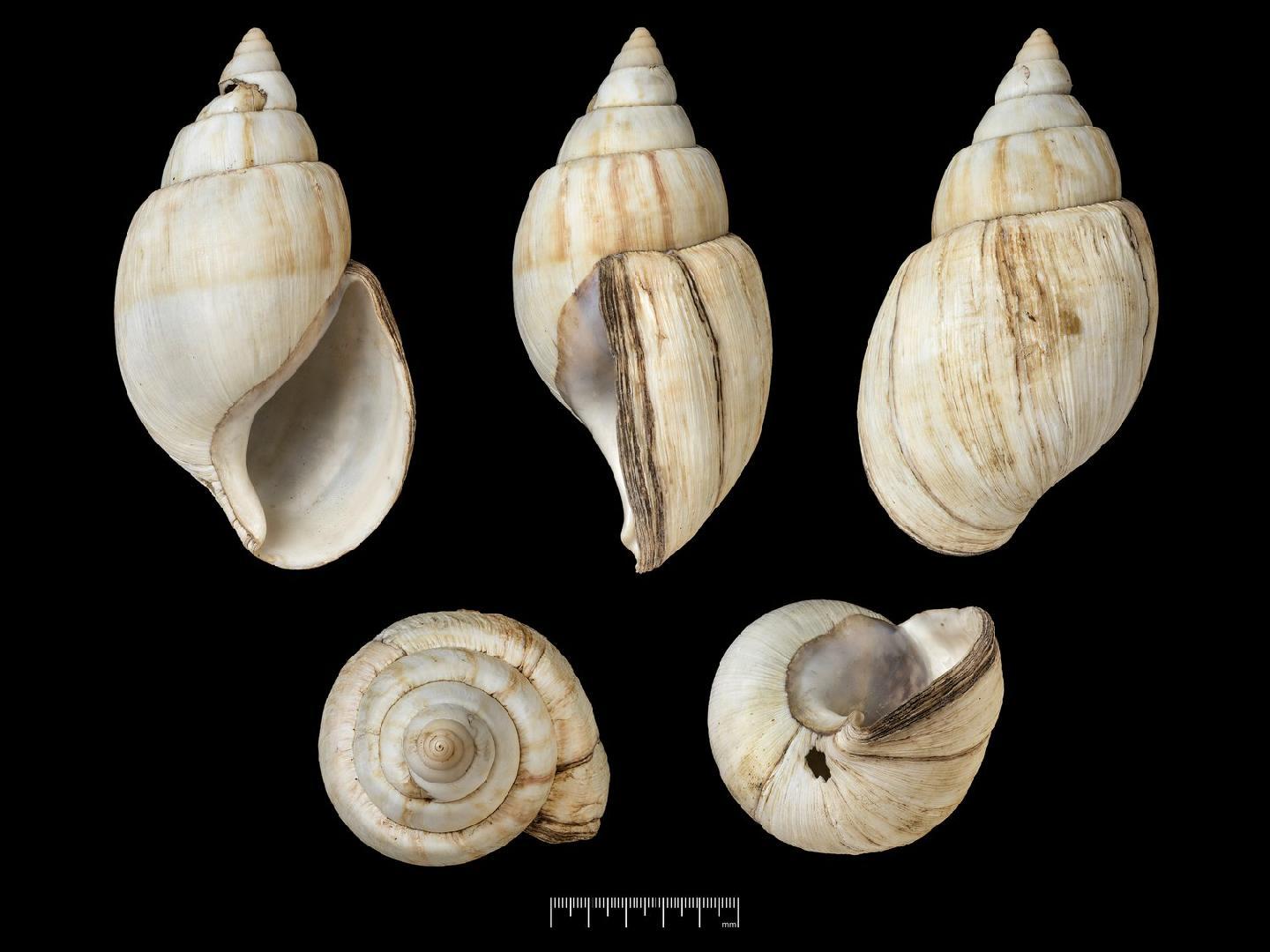 To NHMUK collection (Achatina monetaria Morelet, 1867; SYNTYPE; NHMUK:ecatalogue:7787983)