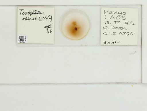 Toxoptera odinae van der Goot, 1917 - 014867327_112482_1096458_157905_NoStatus