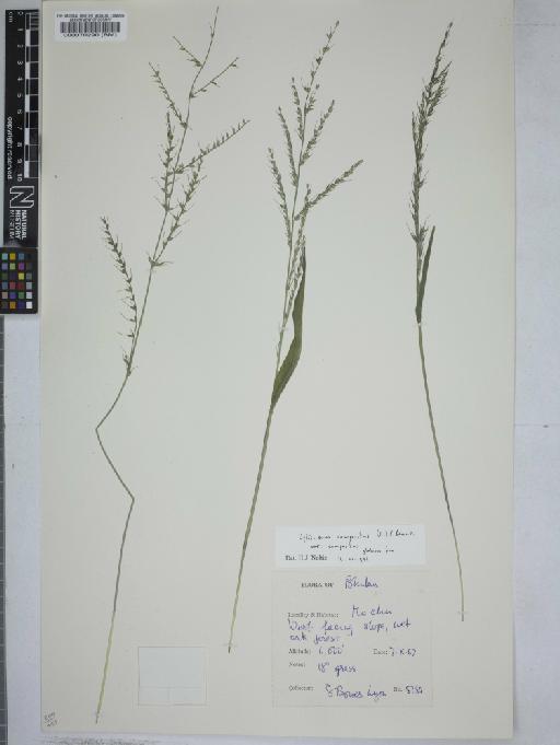 Oplismenus compositus (L.) P.Beauv. - 000070290