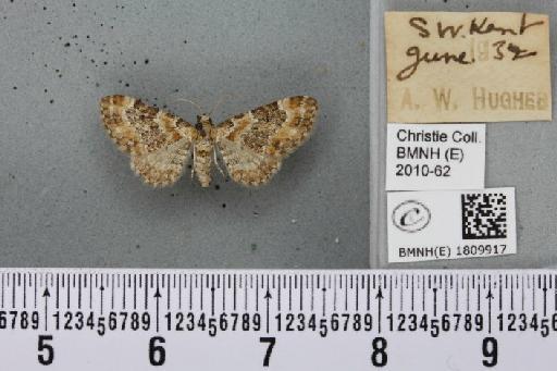 Eupithecia pulchellata Stephens, 1831 - BMNHE_1809917_381941