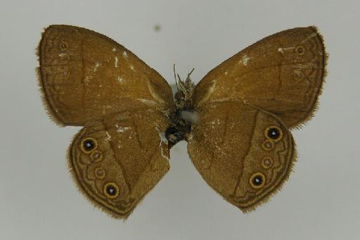 Euptychia pharella Butler, 1867 - BMNH(E)_ 1266964_Pharneuptychia_(Euptychia)_innocentia_pharella_Butler_T_male_ (3)