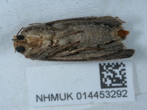 Helotropha leucostigma leucostigma ab. lunina Haworth, 1809 - 014453292_3